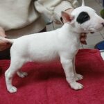Ivy-female-miniature-bull-terrier-puppy-for-sale-1 (2)