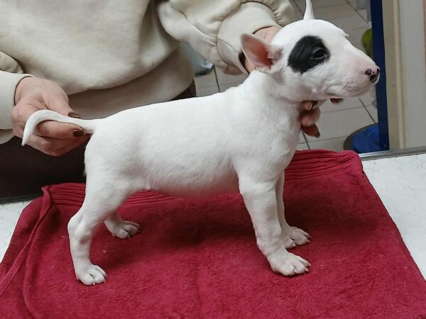 Ivy Miniature Bull Terrier Ivy Miniature Bull Terrier