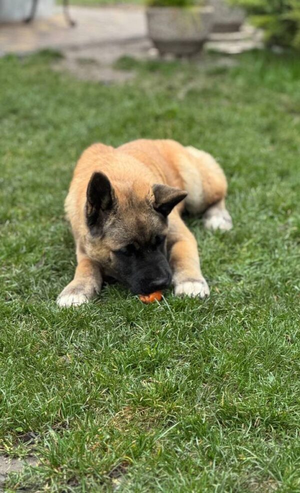 Jack American Akita Jack American Akita