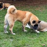 Jack-male-American-Akita-puppy-for-sale-2