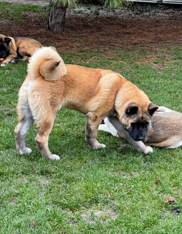 Jack American Akita Jack American Akita