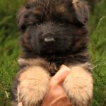 Jackie-male-German-shepherd-puppy-for-sale-1 (1)