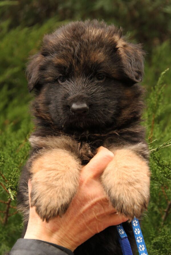 Jackie German Shepherd