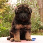 Jackie-male-German-shepherd-puppy-for-sale-1 (2)