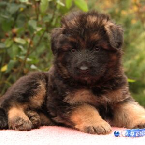 Jackie German Shepherd