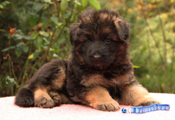 Jackie German Shepherd