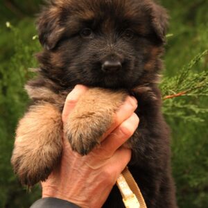 Jacqueline German Shepherd