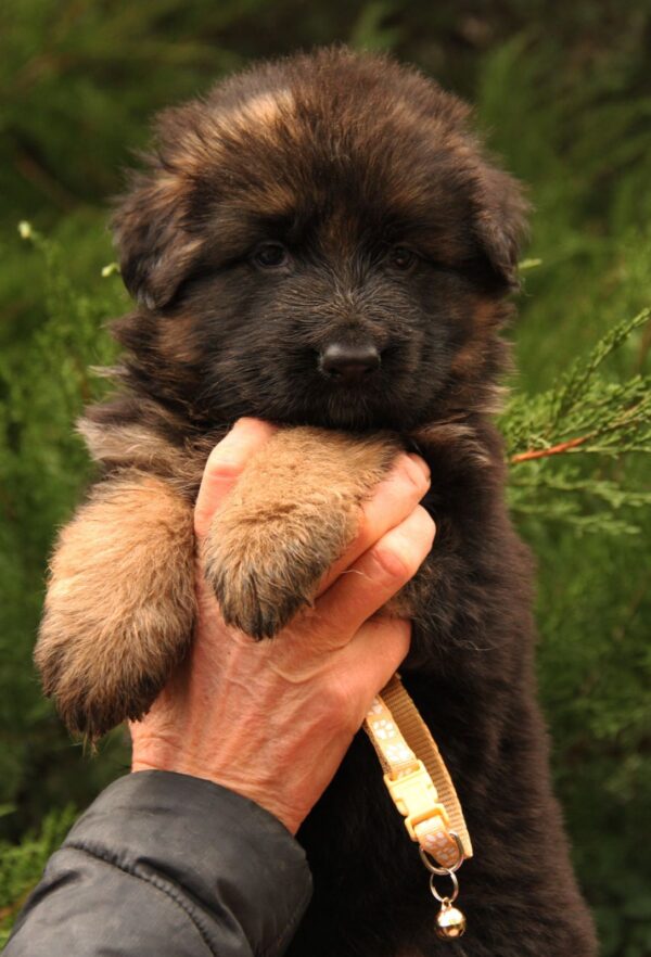 Jacqueline German Shepherd