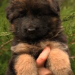 Jacqueline-female-German-shepherd-puppy-for-sale-1 (2)