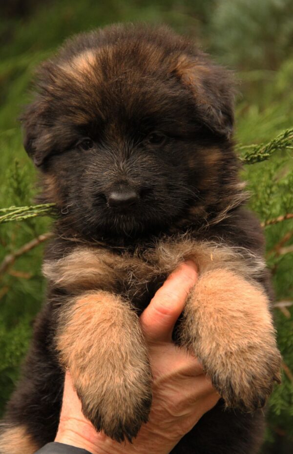 Jacqueline German Shepherd