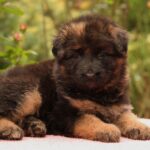 Jacqueline-female-German-shepherd-puppy-for-sale-1 (3)