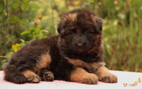 Jacqueline German Shepherd