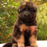 Joni German Shepherd