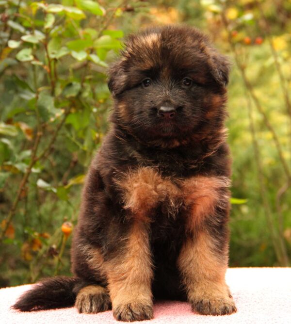 Jacqueline German Shepherd