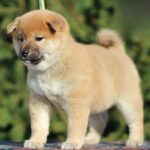 J’adore-female-shiba-inu-puppy-for-sale-1 (1)