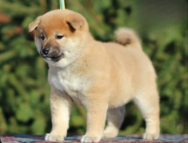 J’adore Shiba Inu J’adore Shiba Inu