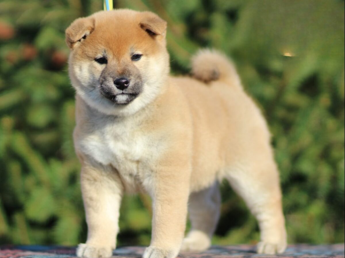 Brindle Shiba Inu Price Shiba Inu Dogs And Puppies For Sale
