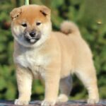 Everest Shiba Inu