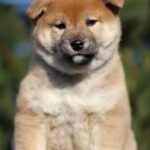 J’adore-female-shiba-inu-puppy-for-sale-1 (3)