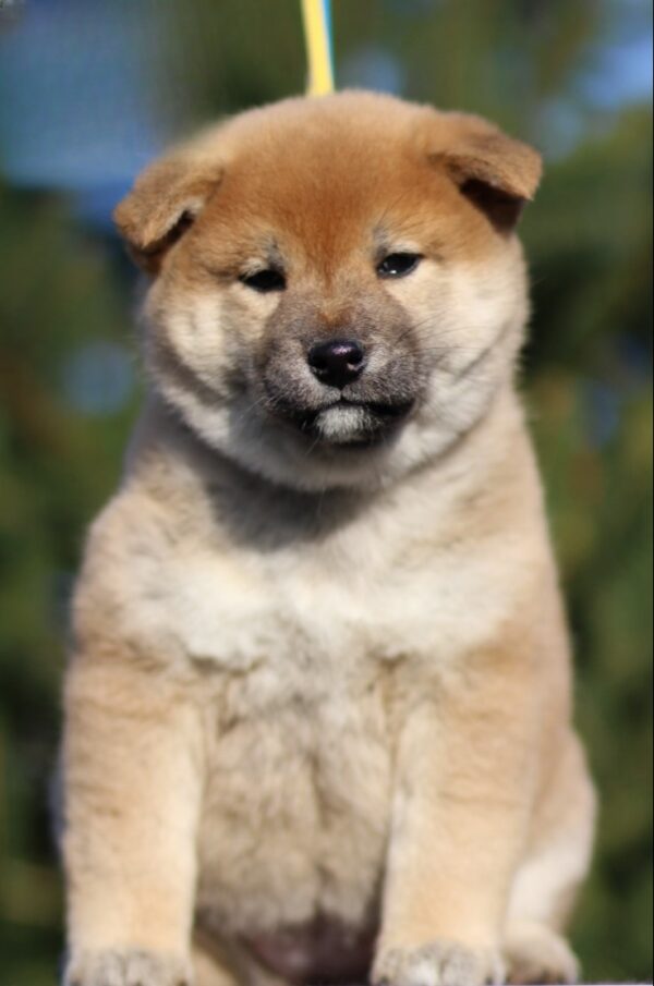 J’adore Shiba Inu J’adore Shiba Inu