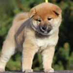 J’adore-female-shiba-inu-puppy-for-sale-1 (4) (1)