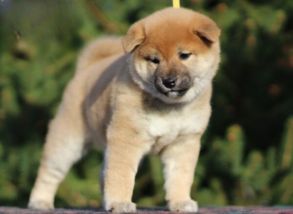 J’adore Shiba Inu J’adore Shiba Inu