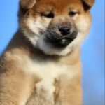 Jam-Apricot-male-shiba-inu-puppy-for-sale-1 (1)