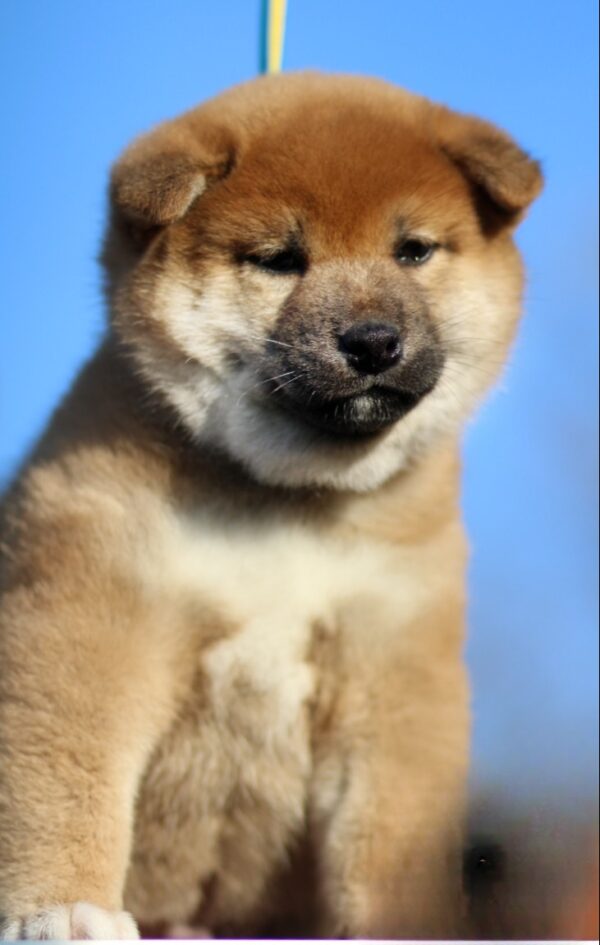 Jam Apricot Shiba Inu Jam Apricot Shiba Inu