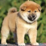Jam-Apricot-male-shiba-inu-puppy-for-sale-1 (2)