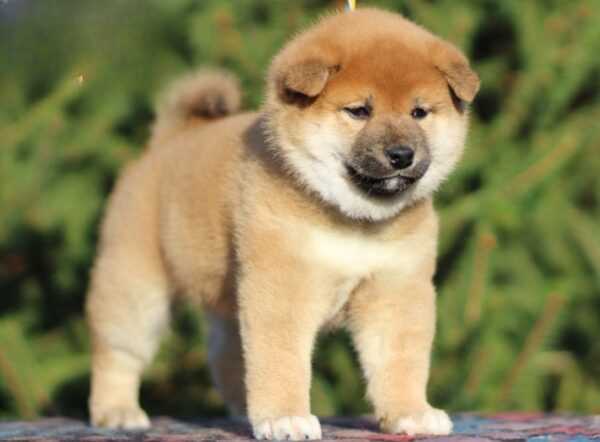 Jam Apricot Shiba Inu Jam Apricot Shiba Inu