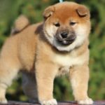 Jam-Apricot-male-shiba-inu-puppy-for-sale-1 (3)