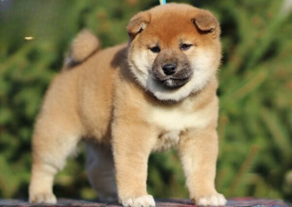 Jam Apricot Shiba Inu Jam Apricot Shiba Inu