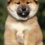 Jam-Apricot-male-shiba-inu-puppy-for-sale-1 (4)
