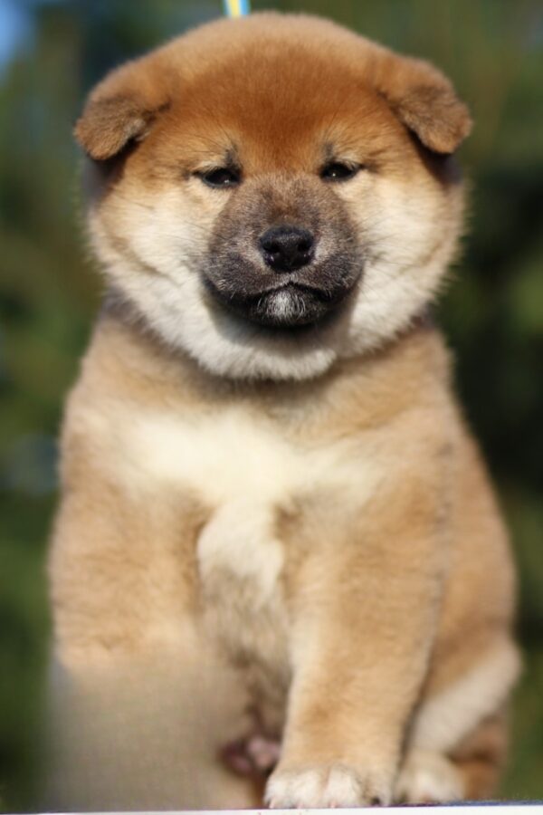 Jam Apricot Shiba Inu Jam Apricot Shiba Inu