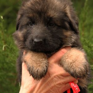 Jastina German Shepherd