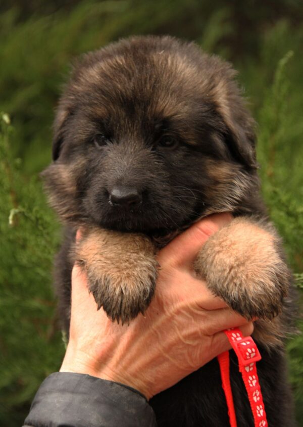 Jastina German Shepherd Jastina German Shepherd