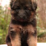 Jastina-female-German-shepherd-puppy-for-sale-1 (2)