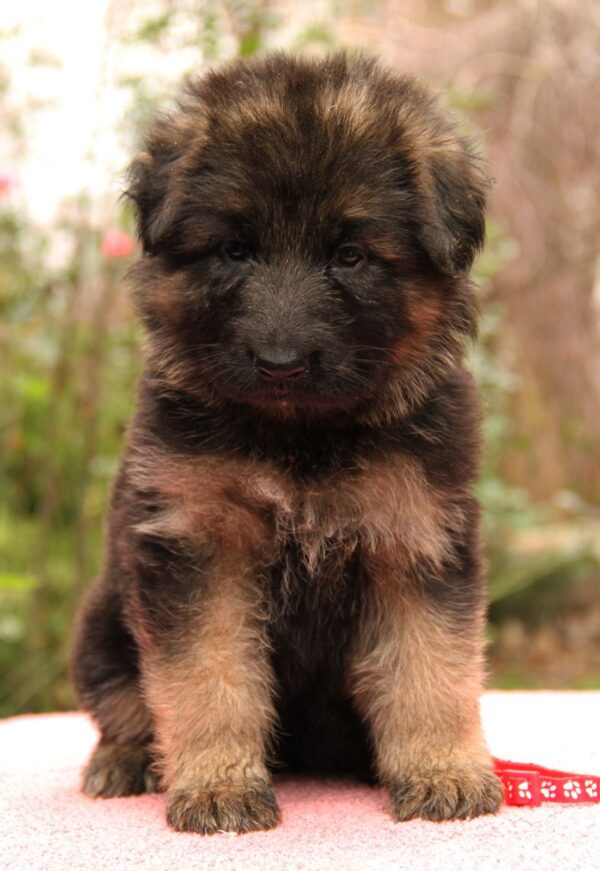 Jastina German Shepherd Jastina German Shepherd