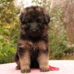 Jastina-female-German-shepherd-puppy-for-sale-1 (3)