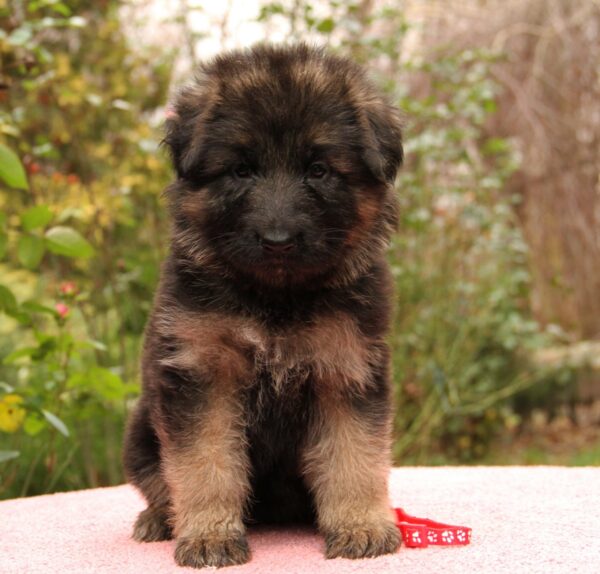 Jastina German Shepherd Jastina German Shepherd