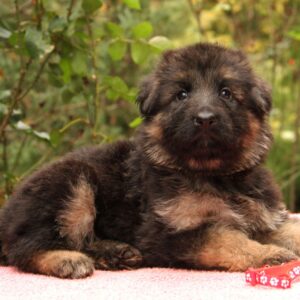 Jastina German Shepherd