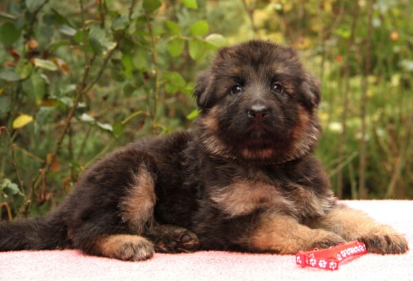 Jastina German Shepherd Jastina German Shepherd