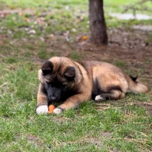 Jennis American Akita