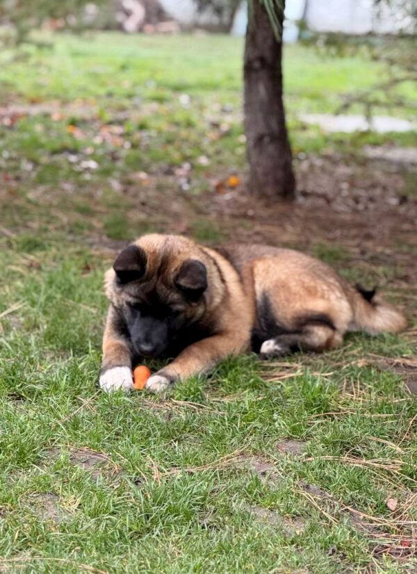 Jennis American Akita Jennis American Akita