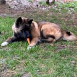 Jennis-female-American-Akita-puppy-for-sale-2