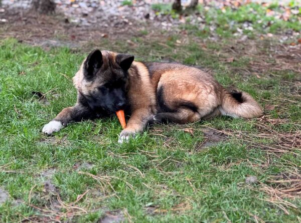 Jennis American Akita Jennis American Akita