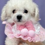Jenny-female-Toy-Poodle-puppy-for-sale-1