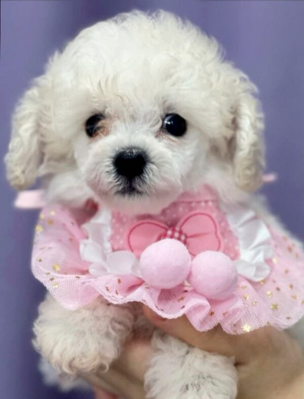 Jenny Toy Poodle Jenny Toy Poodle