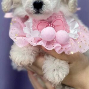 Jenny Toy Poodle