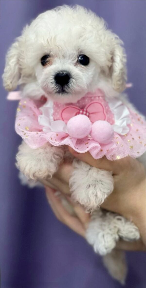 Jenny Toy Poodle Jenny Toy Poodle